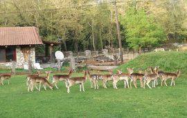 keramario mouzaki karditsa greece (29) 