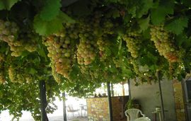 fotini studios vasiliki lefkada 16