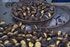 chestnuts greece (1) 