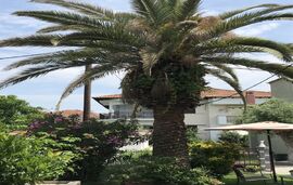 Finikes Studios, Limenas, Thassos