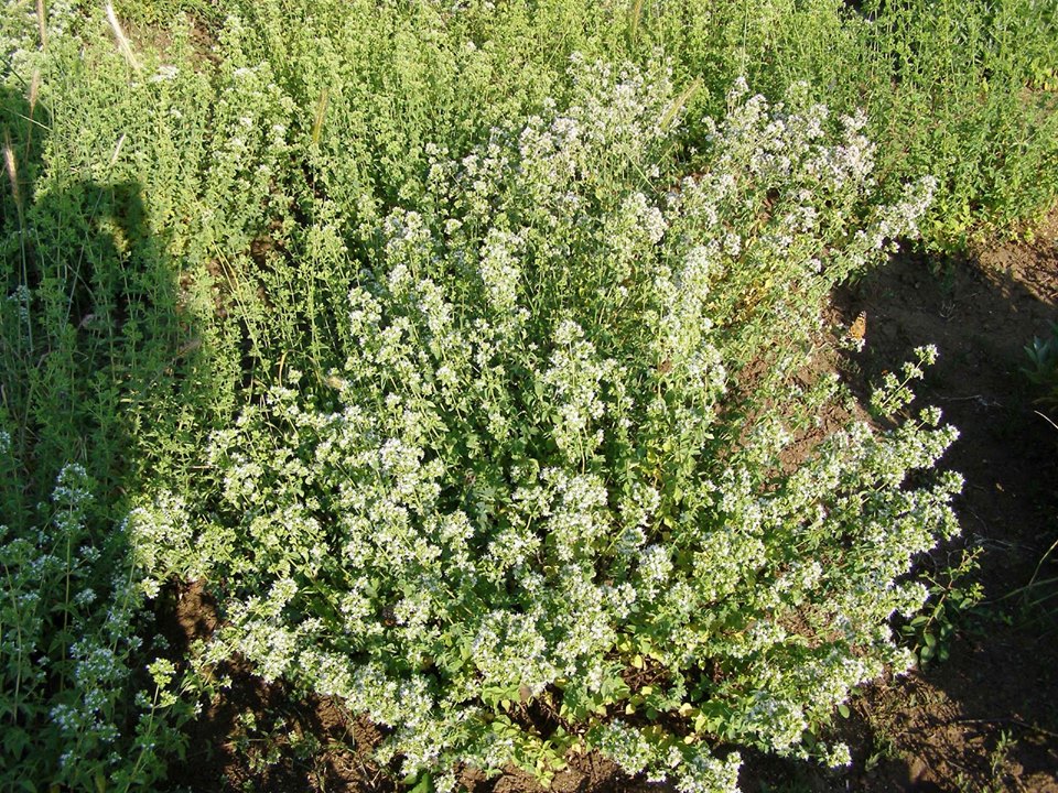 grcki origano
