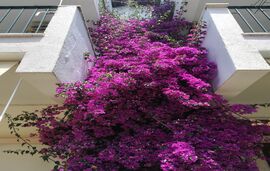 Alexiadis Villa, Loutra, Kassandra