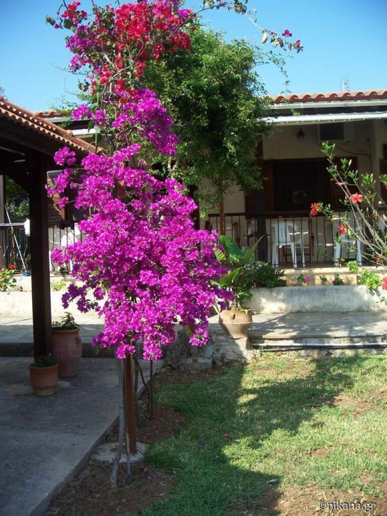 Joanna's Studios, Lassi, Kefalonia