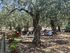 Olive Tree House, Pachis, Thassos