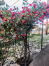 Rustic & Stone House, Limenaria, Thassos