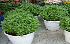 Bosiljak u grčkoj tradiciji, Blog, Blog