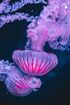 Da li zaista ima ljubičastih meduze u Grčkoj i šta raditi ako vas ožare?, Blog, Blog