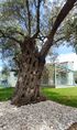 Elaeda Villas, Skala Prinos, Thassos