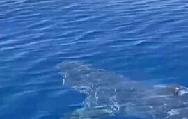 šta-se-dešava-sa-ajkulama-u-grčkoj