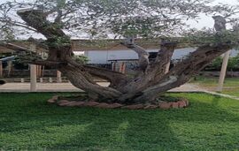 Solis House, Nea Kallikratia, Kassandra