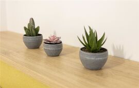 Bee Apartments, Nikiana, Lefkada