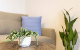 Bee Apartments, Nikiana, Lefkada