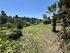 Under The Elani Pines With Garden Maisonette, Elani, Kassandra