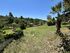 Under The Elani Pines With Garden Maisonette, Elani, Kassandra