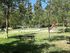 Under The Elani Pines With Garden Maisonette, Elani, Kassandra
