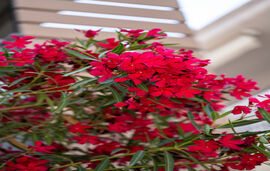 Nerium Apartments, Leptokarya, Pieria