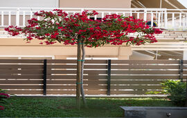 Nerium Apartments, Leptokarya, Pieria