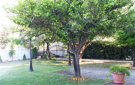 salonikiou beach deluxe apartments salonikiou sithonia 3