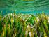 seagrass-longs-of-mediterranean-sea