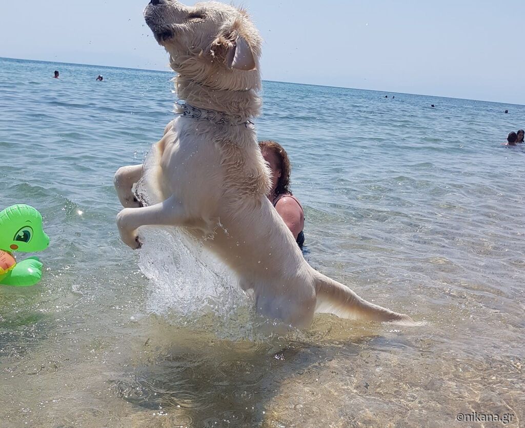 letovanje-sa-kućnim-ljubimcima-veterinari-u-poznatim-letovalištima