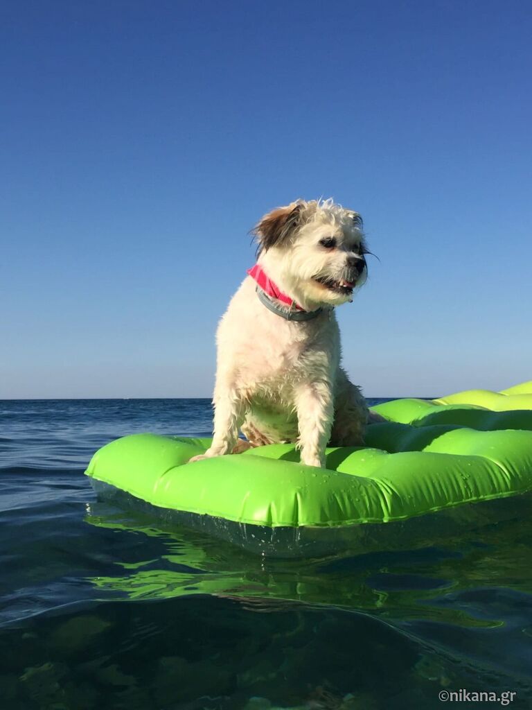 letovanje-sa-kućnim-ljubimcima-veterinari-u-poznatim-letovalištima