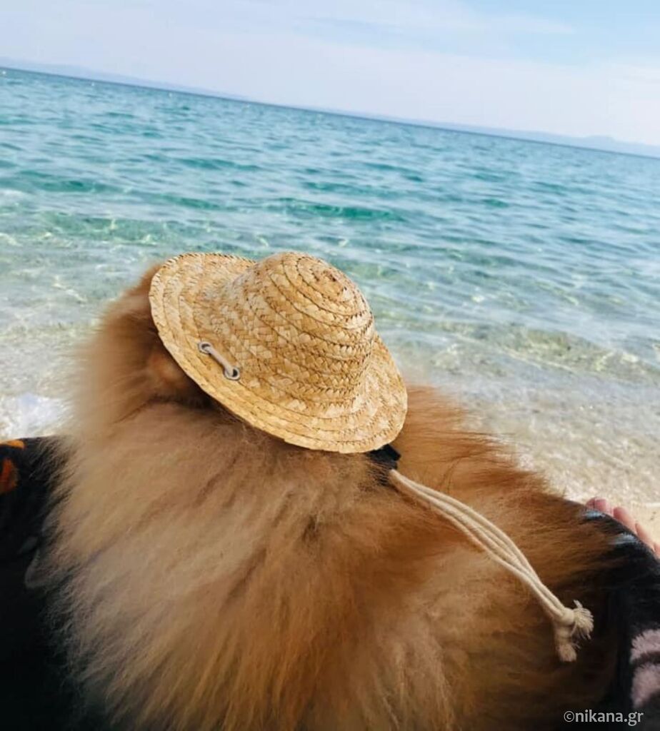 letovanje-sa-kućnim-ljubimcima-veterinari-u-poznatim-letovalištima