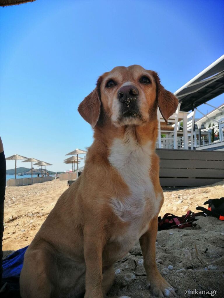 letovanje-sa-kućnim-ljubimcima-veterinari-u-poznatim-letovalištima