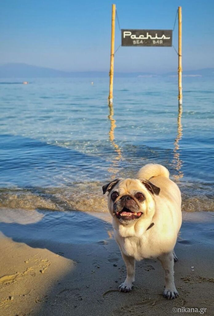 letovanje-sa-kućnim-ljubimcima-veterinari-u-poznatim-letovalištima