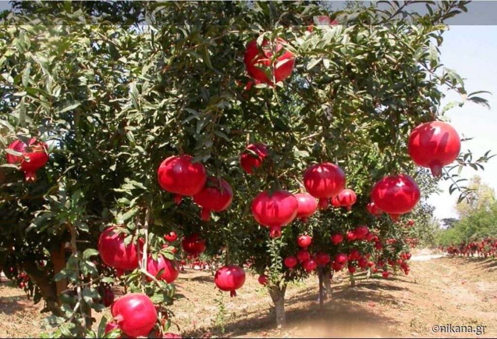 Tradicionalni grčki recepti   priprema sirupa, likera i balsamika od nara