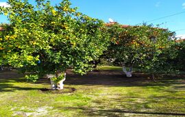 Peter's Traditional House, Sykia, Sithonia