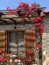 Georgia's House, Sykia, Sithonia