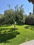 Olive Yard House, Toroni, Sithonia