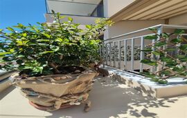 Theros Summer Suites, Nikiti, Sithonia