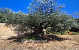 Serenity Homes By The Sea Apartments, Gerakini, Sithonia