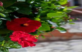 San Lazzaro Sea View Apartments, Nidri, Lefkada