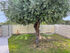 Aniez Villa, Skala Kallirachi, Thassos
