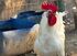 Farm House, Sykia, Sithonia