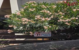 Nikov Apartment, Hanioti, Kassandra