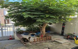 Mara House, Neos Marmaras, Sithonia