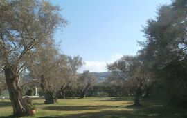 Elaia Apartments and Studios, Lefkas, Lefkada