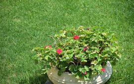 Elaia Apartments and Studios, Lefkas, Lefkada