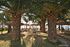 The House of Alkyon Apartments, Toroni Beach, Sithonia