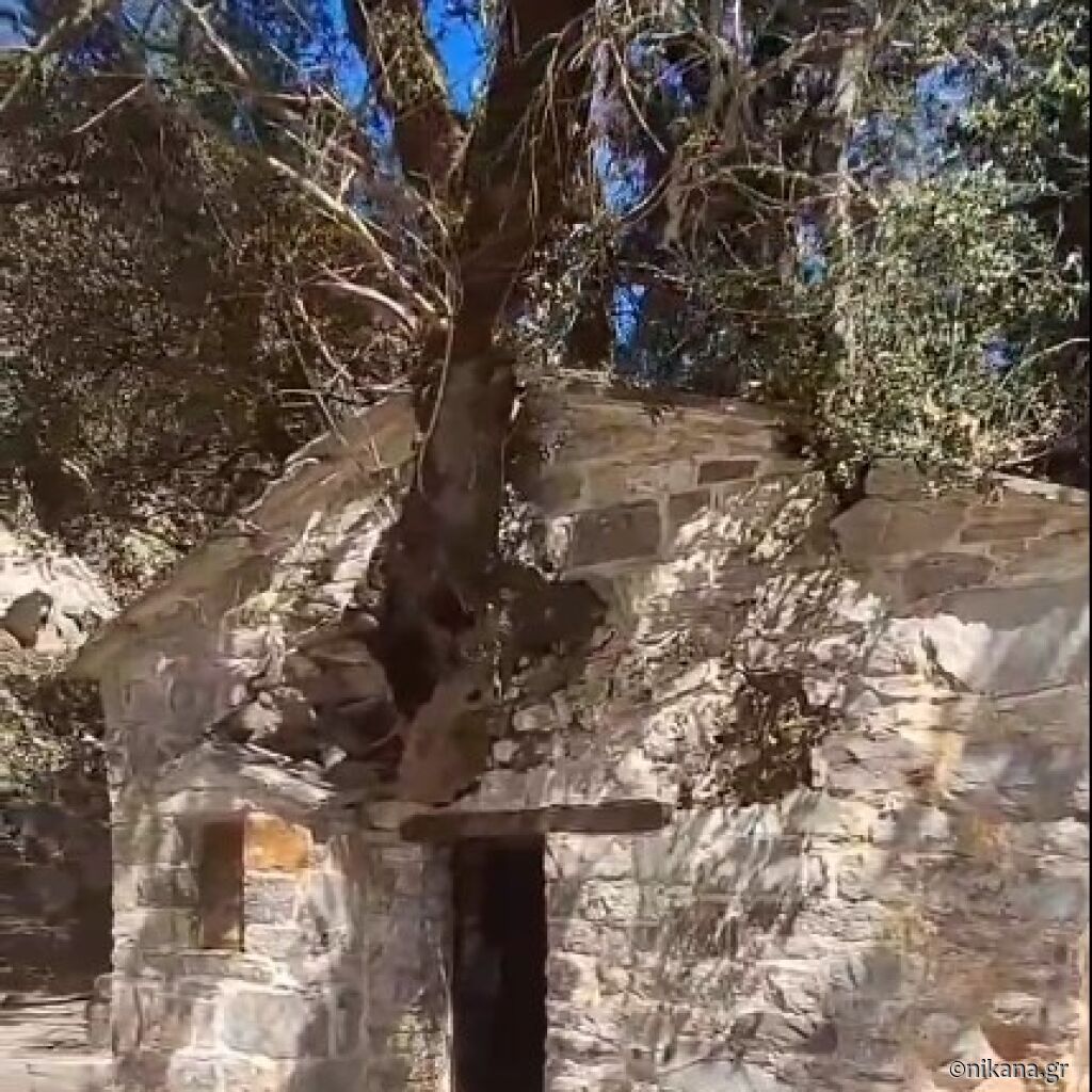 Čudo na Peloponezu: Crkva iz koje raste 17 stabala