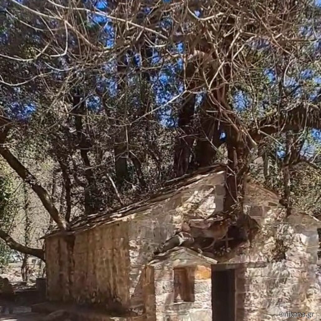 17 stabala za 17 godina koliko je Sveta Teodora imala