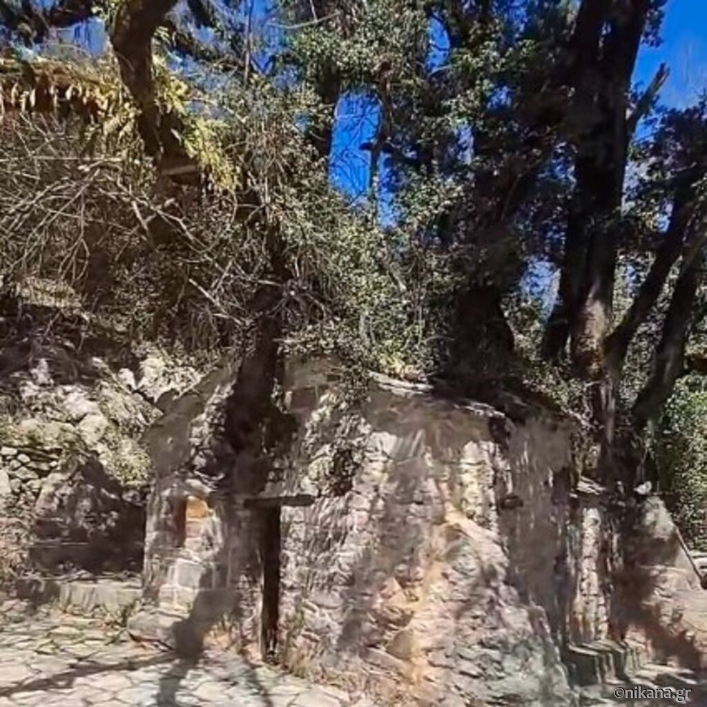 17 stabala koja rastu iz crkve a ne vidi se korenje ni spolja ni unutar crkve