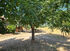 InNature Apartment, Sykia, Sithonia