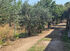 InNature Apartment, Sykia, Sithonia
