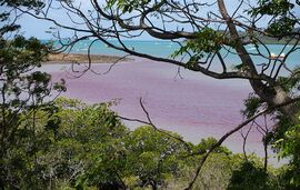 Cvetanje mora (cvet algi) – uzroci, trajanje i bezbednost za turiste