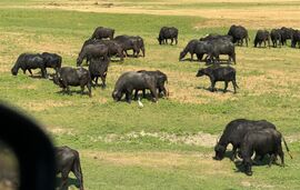 stado bivola od kojih se prave sir ali i sladoled, specijalitet ovog kraja